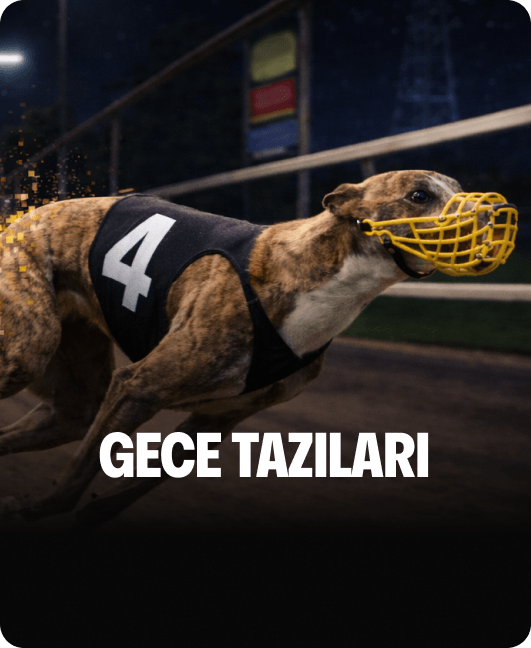 Gece Tazıları