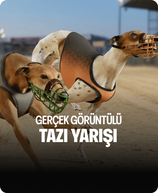 Gerçek Görüntülü Tazı Yarışı