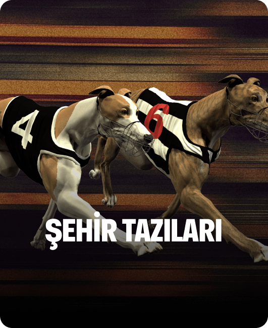 Şehir Tazıları