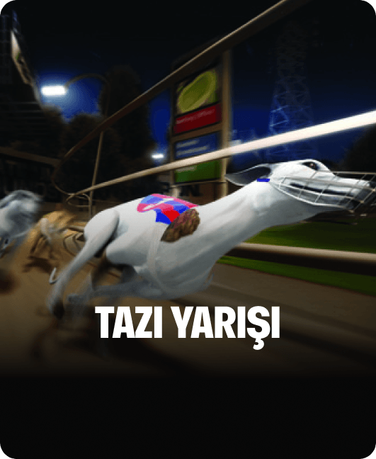 Tazı Yarışı